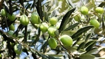 سمنان در تکاپوی جهش تولید و توسعه روغن زیتون