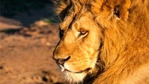 Africa, 2nd fastest growing tourism region in the world