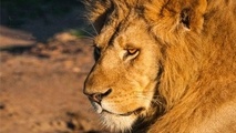 Africa, 2nd fastest growing tourism region in the world