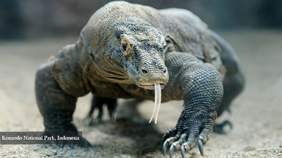 10.Komodo National Park_ Indonesia