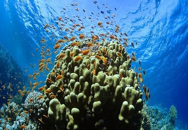 Oceana: Marine species at risk due to flawed EU network