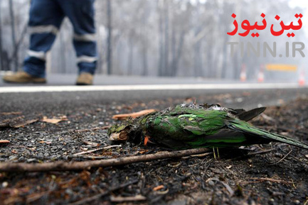  آتش سوزی در جنگل های استرالیا
