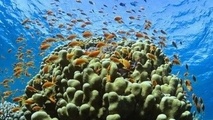 Ocean acidification a rising threat for Latin America and Caribbean
