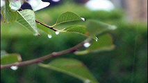 کاهش ۳۸ درصدی بارش و افزایش دمای استان مازندران در پائیز ۱۴۰۱