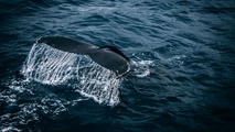 Panama Canal Reveals Speed Limits to Protect Whales