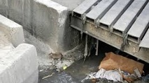 جولان موش‌ها در مهرآباد جنوبی و خواب خوش مسئولان شهری 