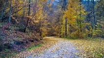 UNESCO Adds Iran’s Hyrcanian Forests to World Heritage List