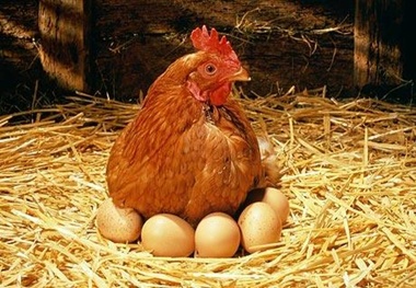 کاهش ۱۰ درصدی قیمت مرغ و تخم مرغ