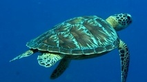 New online game educates in marine life challenges