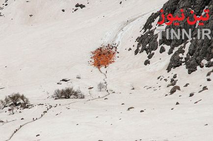 کولبر