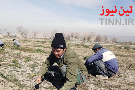 حاشینه‌نشینان جنوب تهران