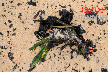  آتش سوزی در جنگل های استرالیا