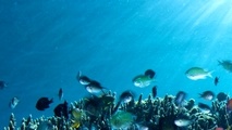 Industry progress noted towards ocean protection treaty