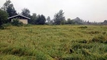 شالیکاران برای جلوگیری ازخسارت شالیزارها در هوای بارانی درو نکنند