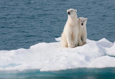 New WWF guide helps ships avoid vulnerable Arctic species