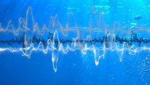 European countries must take action to reduce underwater noise, report says