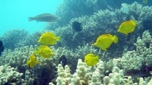 Chile sets world’s largest Marine Protected Area