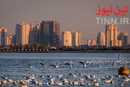 تهران؛ میزبان «پرندگان سیبری»