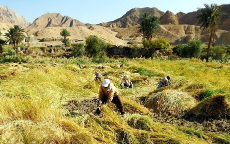 ازمیغان
